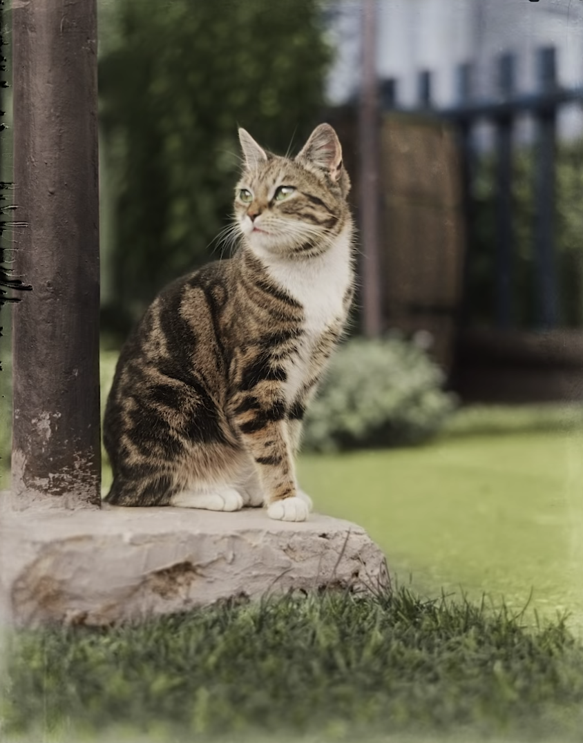 A colorized photo from the 19th century of a cute cat