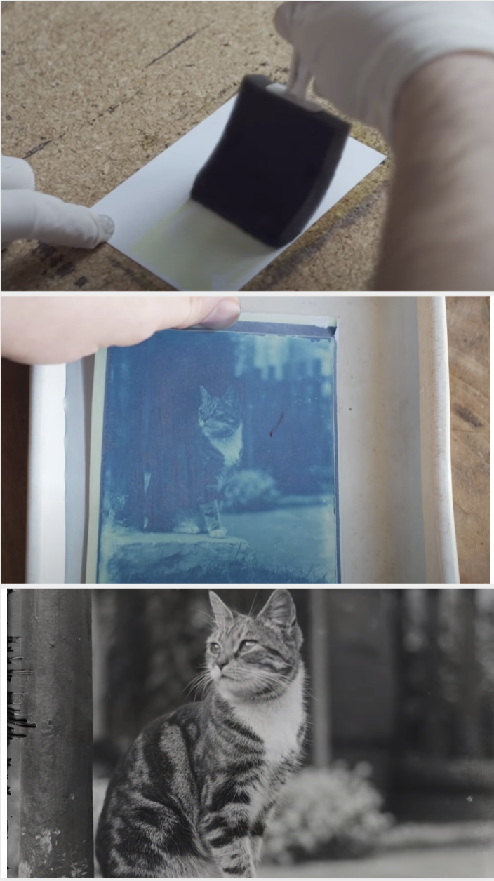 A man wiping something onto a negative and slowly developing photo of a cat