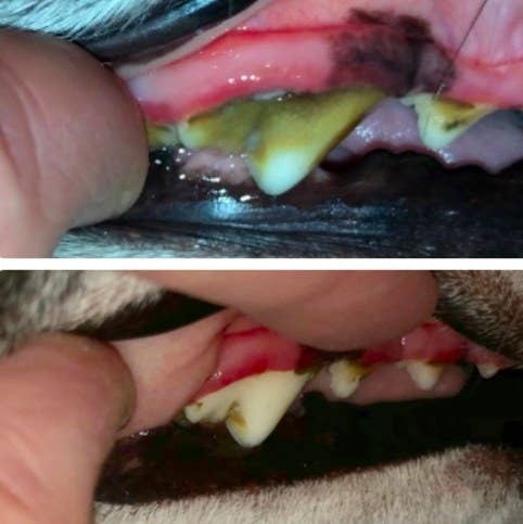 before and after of dog teeth after using toothpaste
