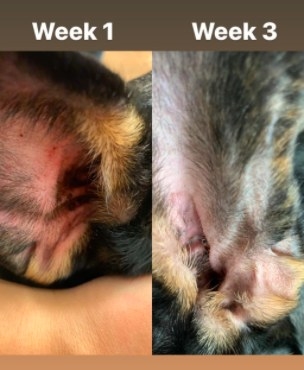 before and after photos of an ear that&#x27;s been treated with a pet ear cleaner