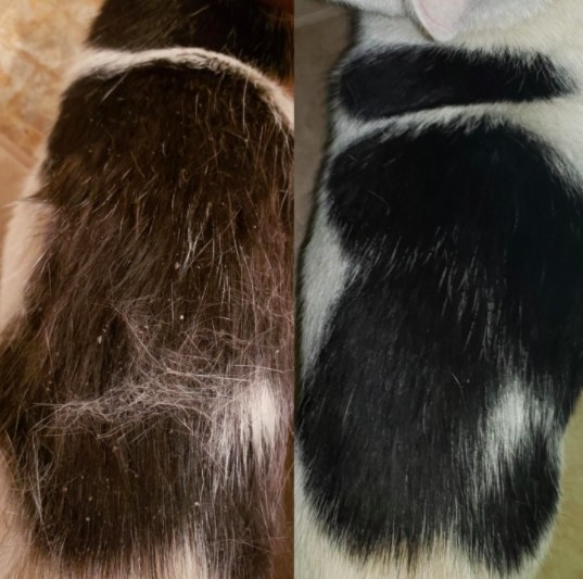 before picture on the left of a cat with lots of dander and an after picture on the right of a cat's fur without any dander on it