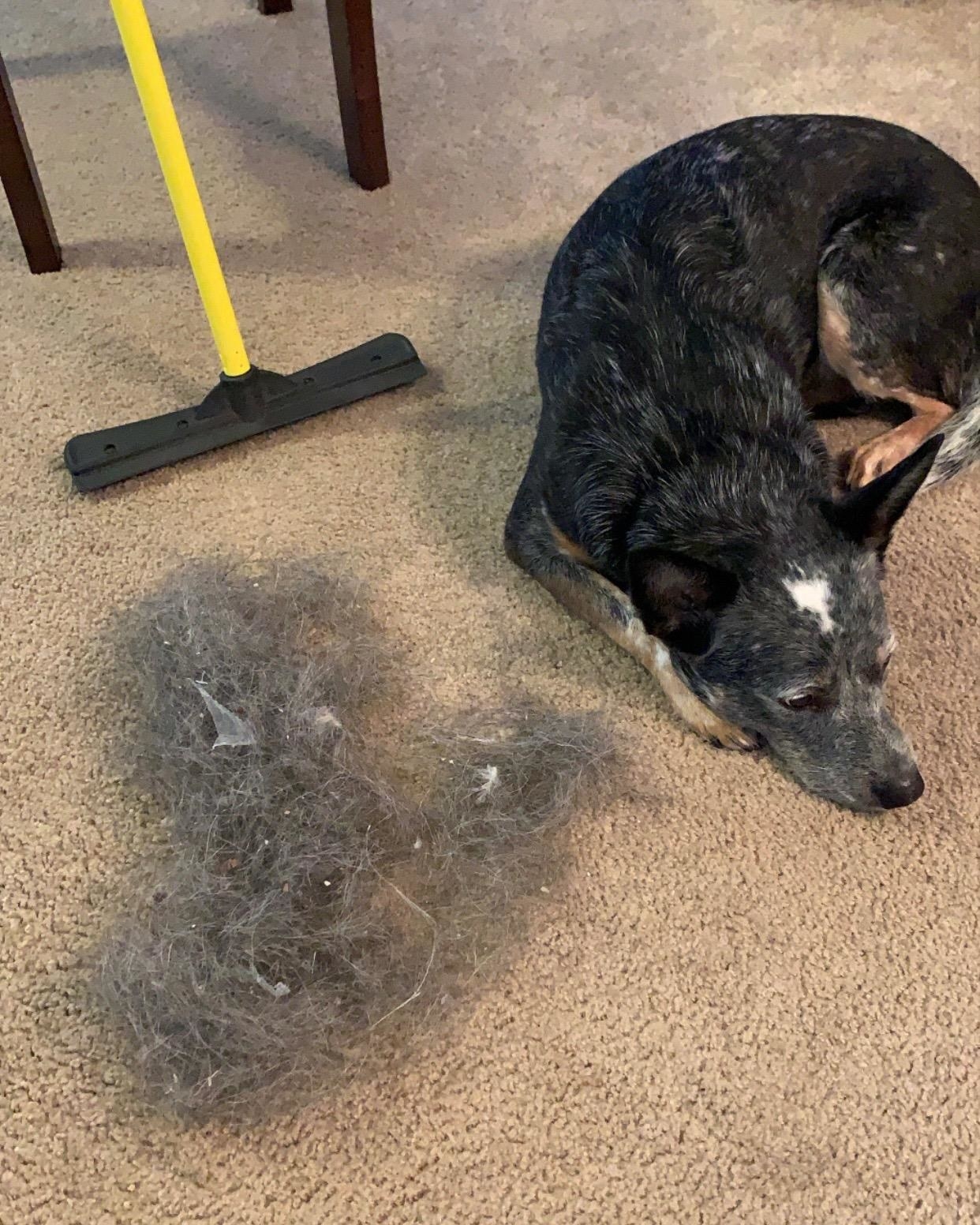 A reviewer&#x27;s dog laying next to a pile of fur they removed from their carpet with the broom