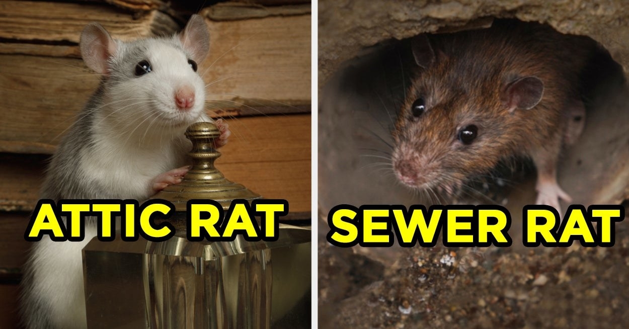 一只老鼠以单词“阁楼rat"在它旁边的一个洞的老鼠出来说“下水道rat"在它