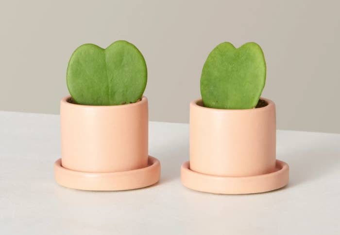 The heart-shaped succulents in pink planters