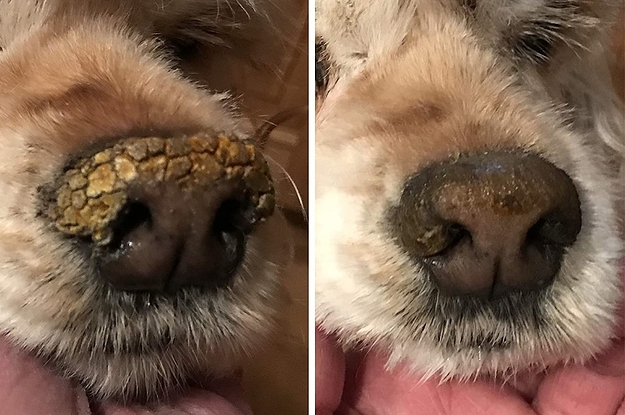 before shot of irritated snout and after shot of healed snout