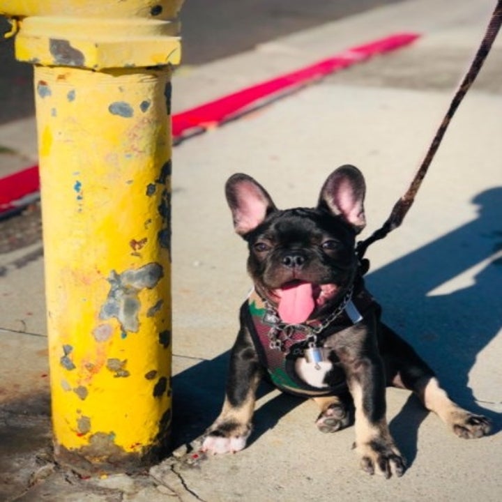 black french bulldog with a camo harness on