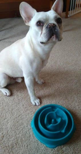 french bulldog with a blue slow feeder bowl in front of it