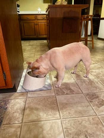 a reviewer photo of a french bulldog eating out of a slanted pet bowl