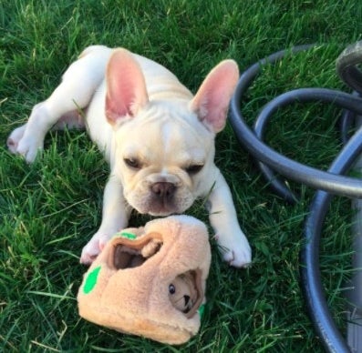 french bulldog playing with hide a squirrel toy
