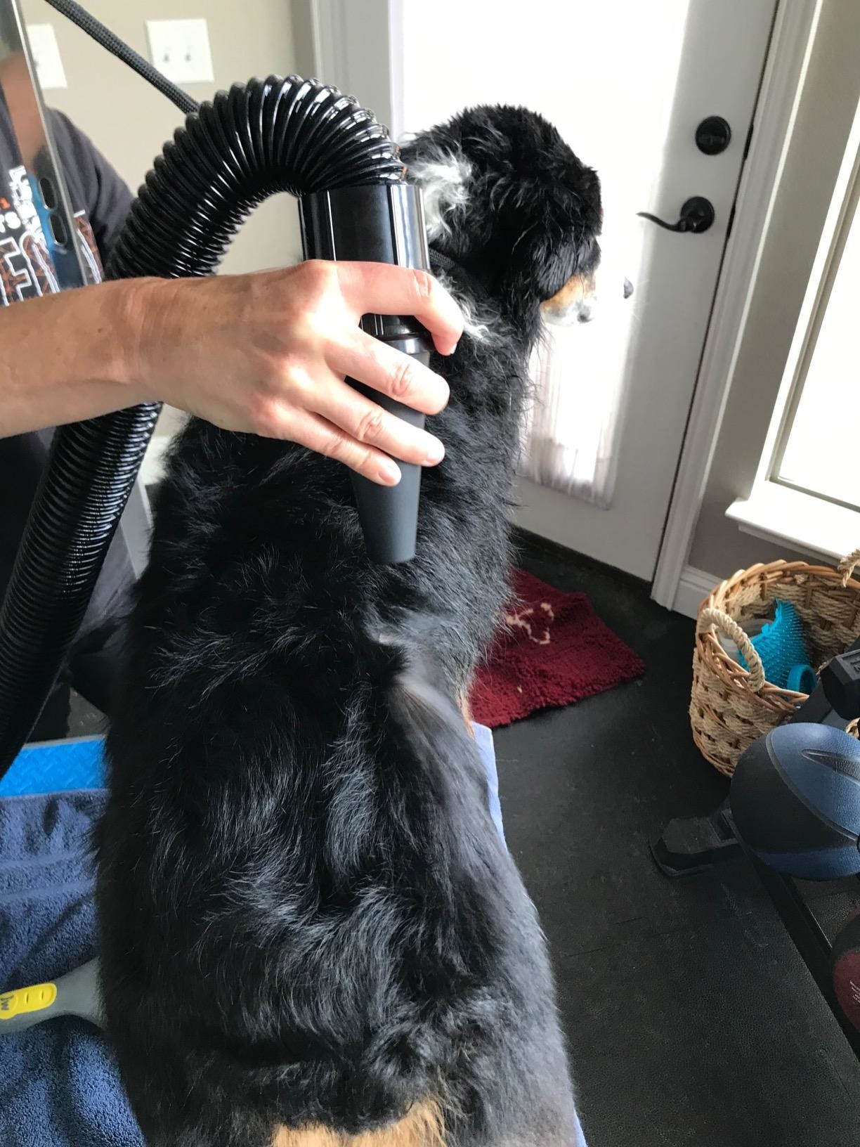 Reviewer&#x27;s photo of drying their black dog with the dryer