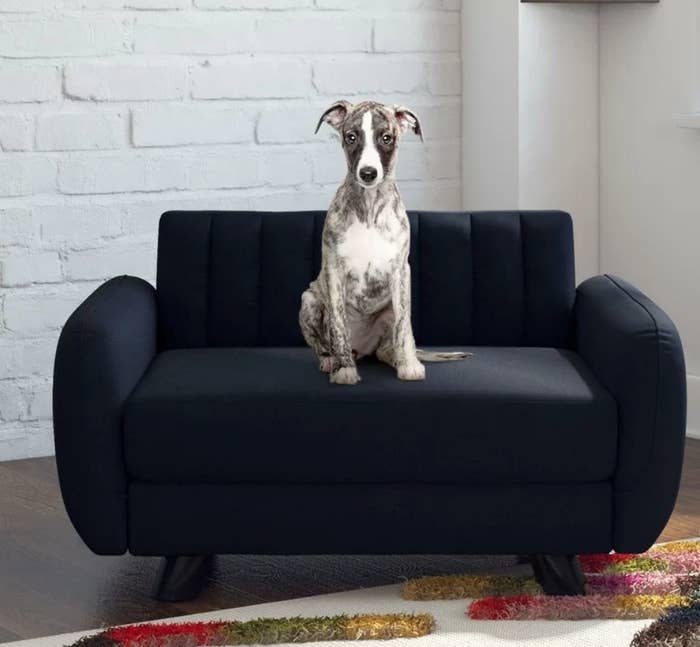 Dog on black pet sofa 