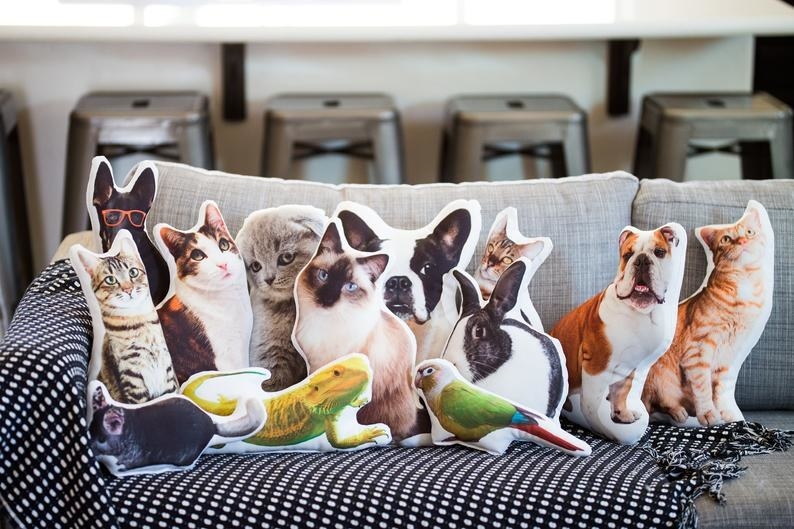 枕头不同的动物,猫、狗、蜥蜴、鸟类、兔子等等——在沙发上”class=