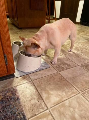 reviewer photo of a french bulldog eating out of a slanted pet bowl