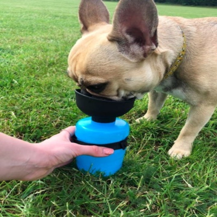 20 Things From Amazon That French Bulldog Owners Swear By