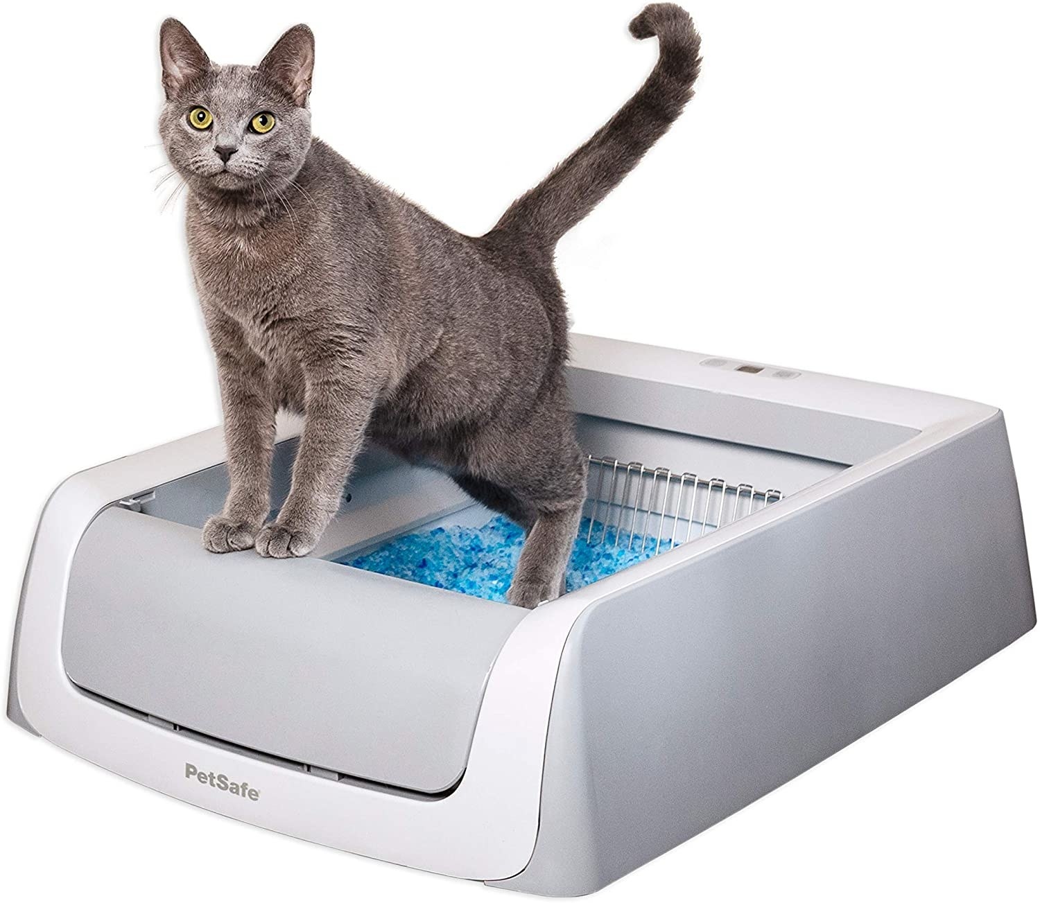 Gray cat in the automatic litter box with blue litter crystals