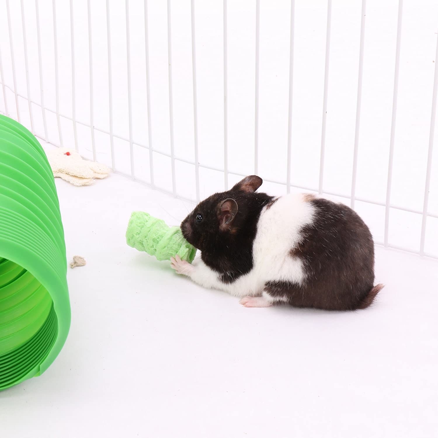 A black and white guinea pig snacks on a green treat