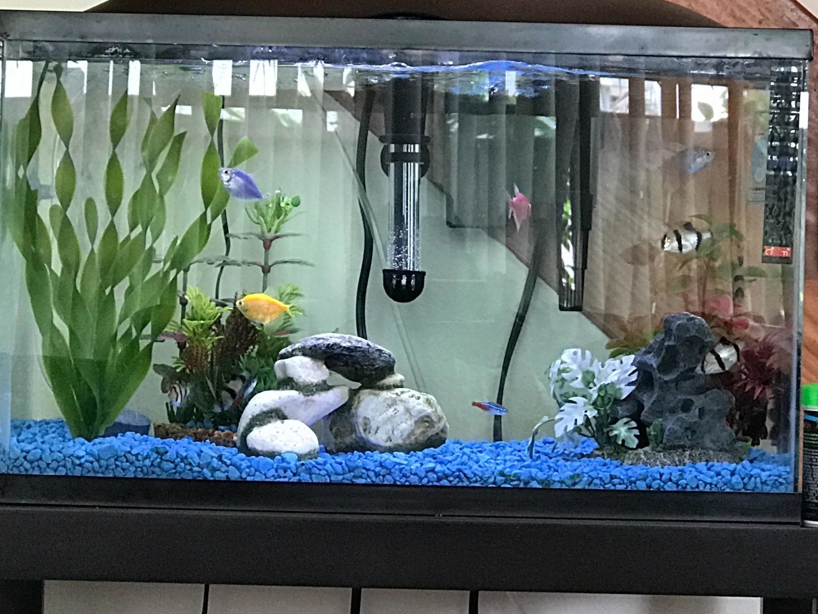 Reviewer&#x27;s photo of their clean fish tank after using the water conditioner