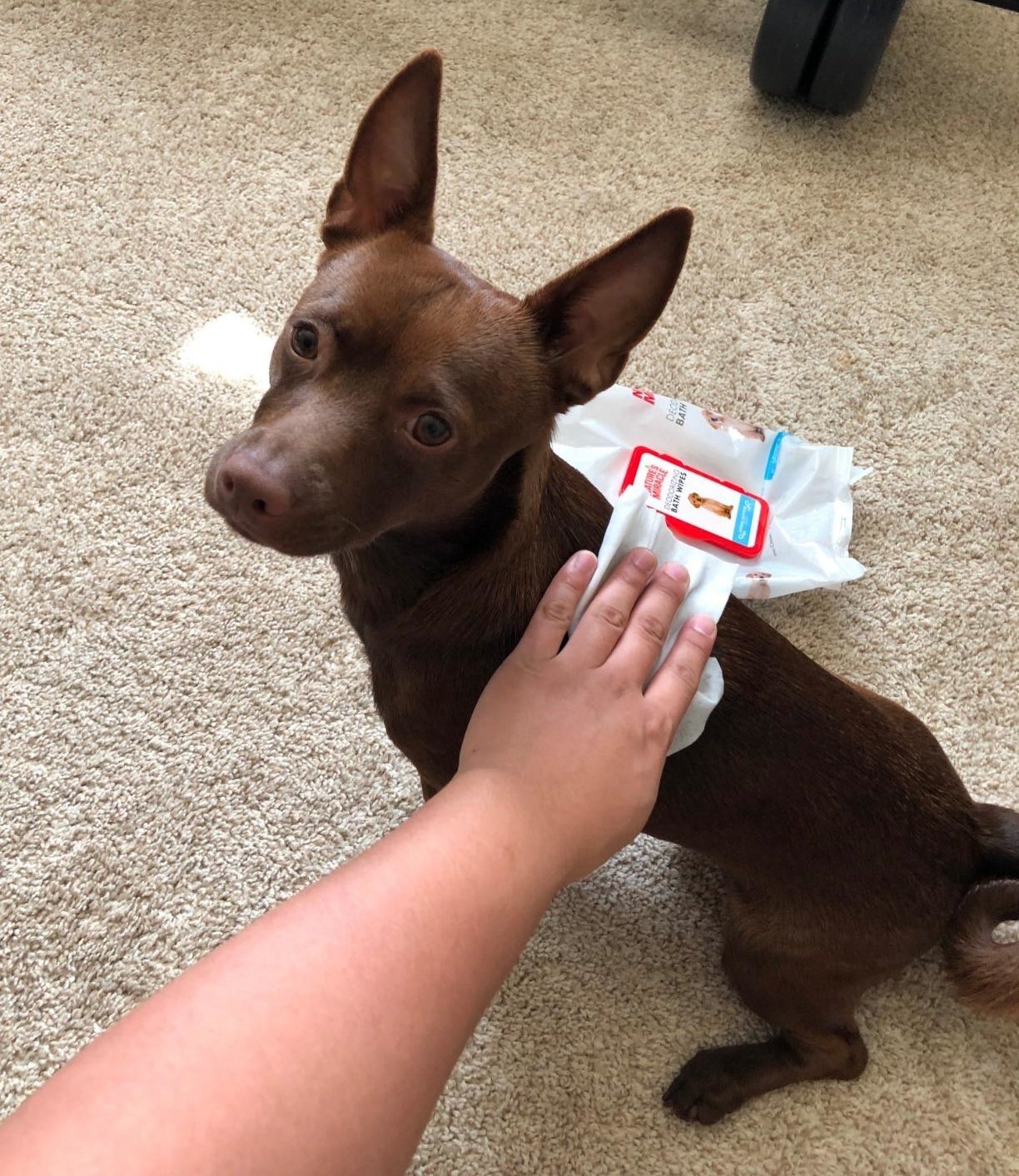 Reviewer&#x27;s photo of them cleaning their brown dog with a wipe