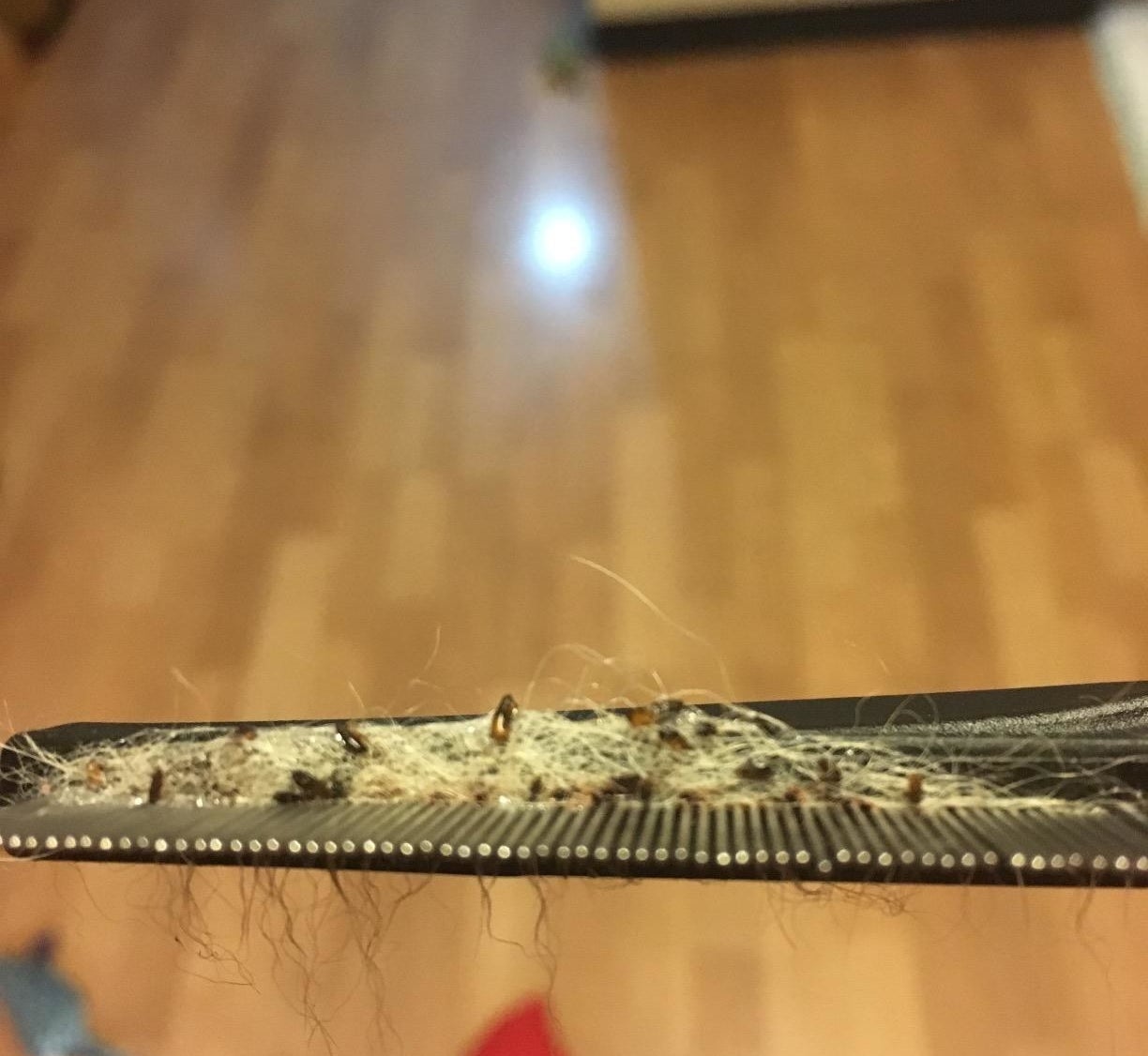 Reviewer&#x27;s photo of their comb after spraying the flea and tick spray and combing their pet