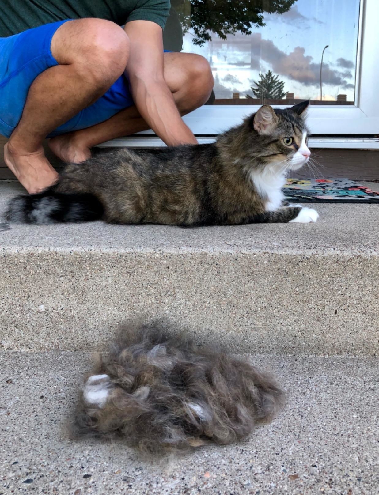 Cat with all the fur removed from their undercoat by the brush