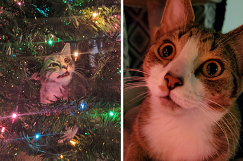 Two cats looking at Christmas tree lights with amazement