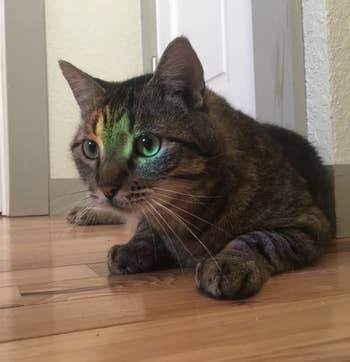 Reviewer's cat with a rainbow on it 