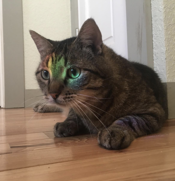 Reviewer image of a cat with a rainbow on it 