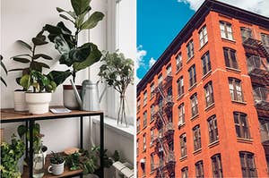 A shelf full of plants on the left and the exterior of a multi-story brooklyn apartment building on the right