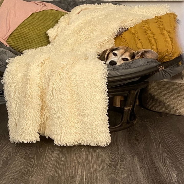 A reviewer's dog cuddled up in the cream blanket