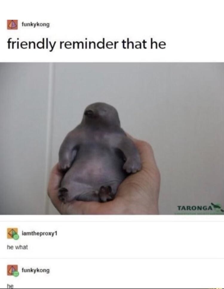 tumblr post reading friendly reminder that he with a picture of an animal