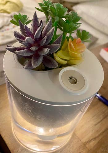 A reviewer's photo of the humidifier with succulents in the planter