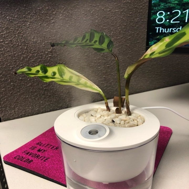 A reviewer's photo of the humidifier placed on a desk