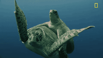 A small turtle riding on a big turtle&#x27;s back