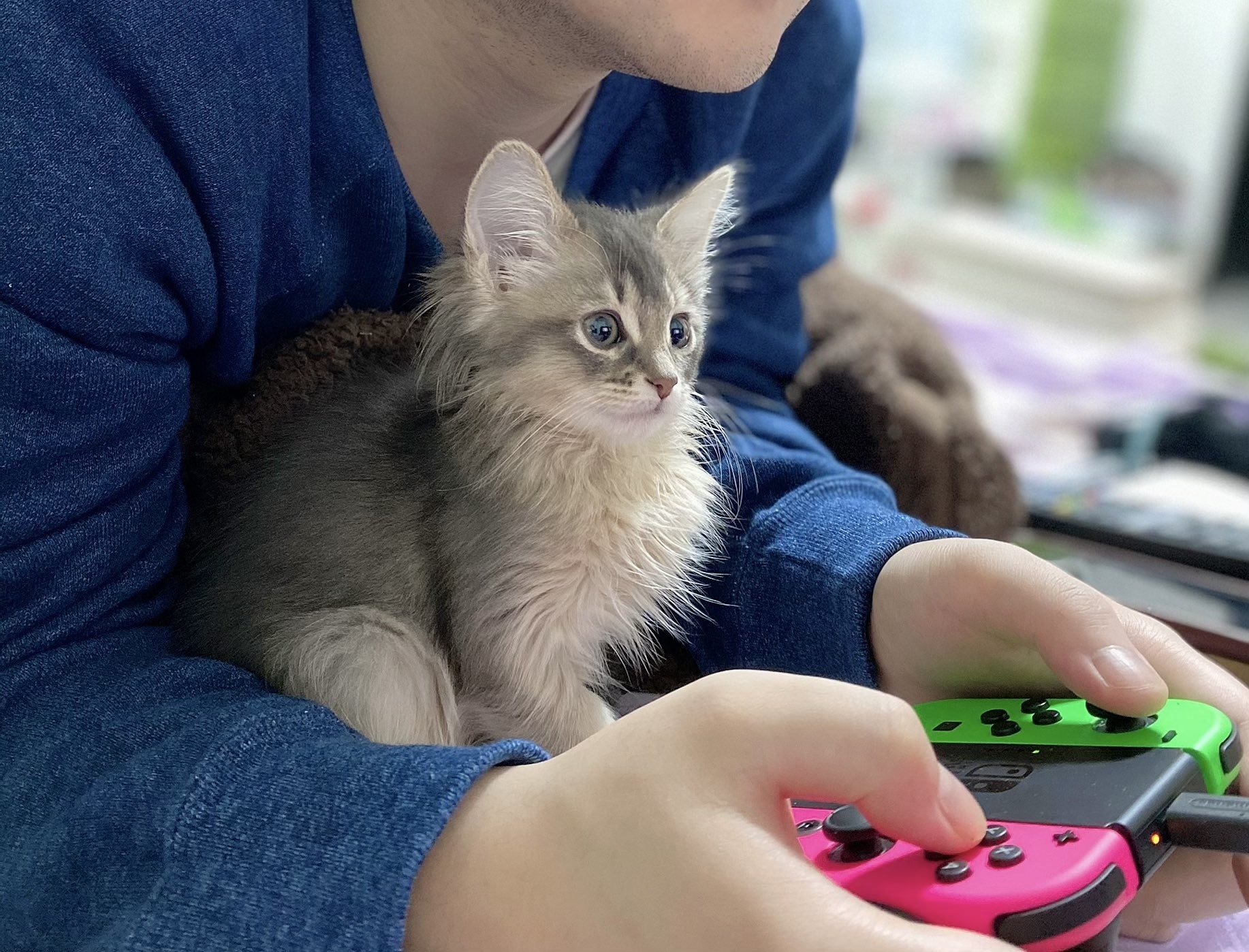 ゲームを初めて見たネコちゃん。それから1年後の姿がかわいすぎて無理……。