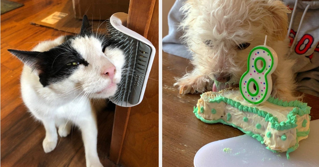 34 Pet Products That Pet Owners Actually Swear By