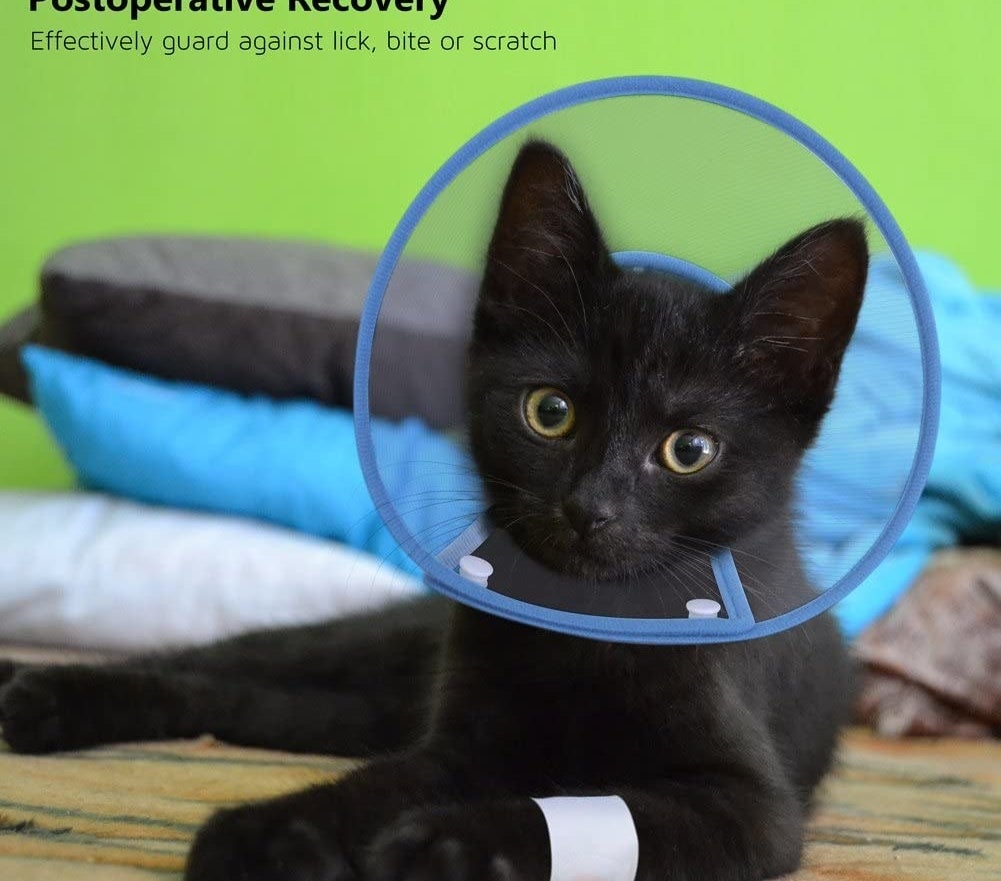 A cat with a bandaged arm wearing the cone