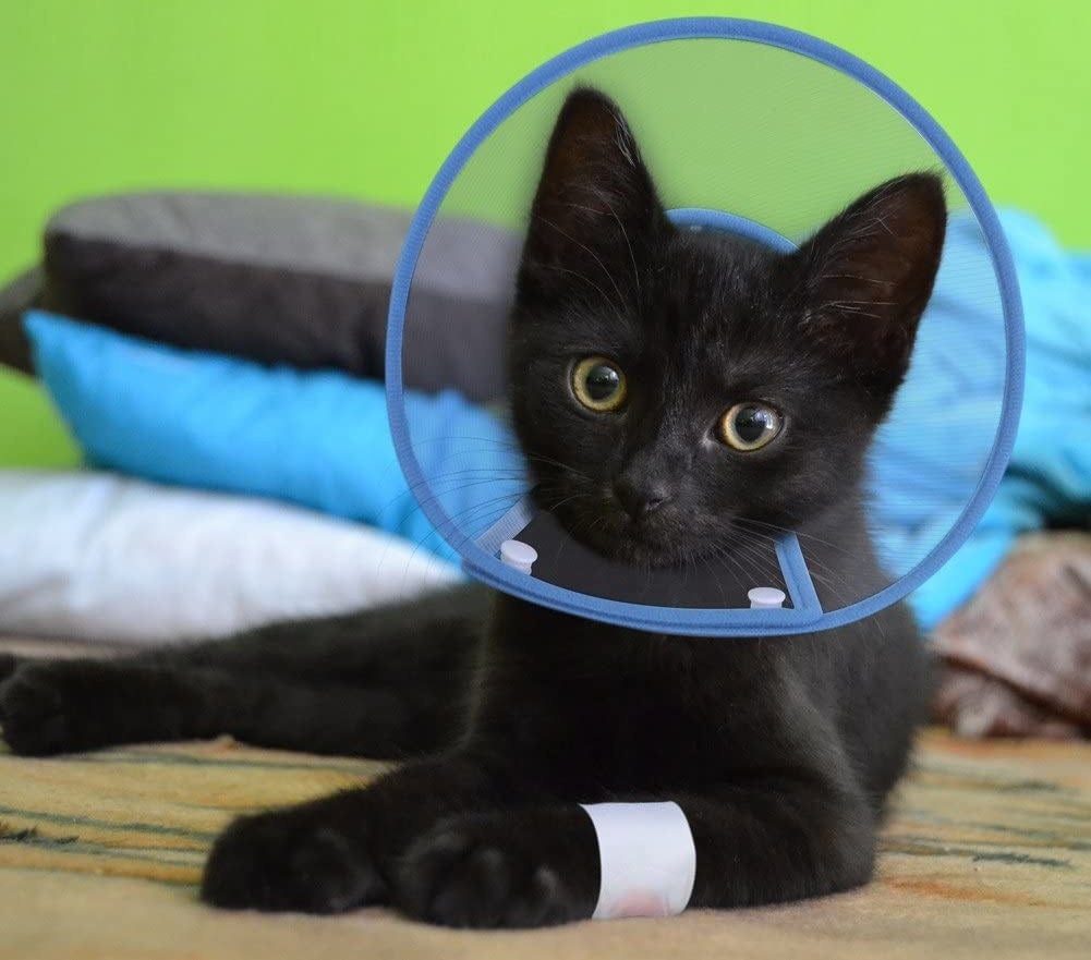 A cat with a bandaged arm wearing the cone