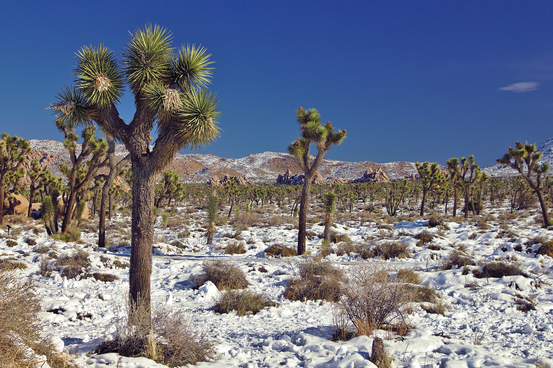 Spiky Joshua trees in the desert surrounded by snow and blue skies above