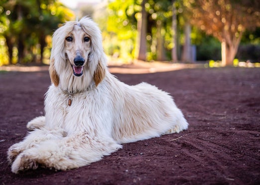 The Fluffy Animals You Choose Will Determine What Reptile You're Most Like