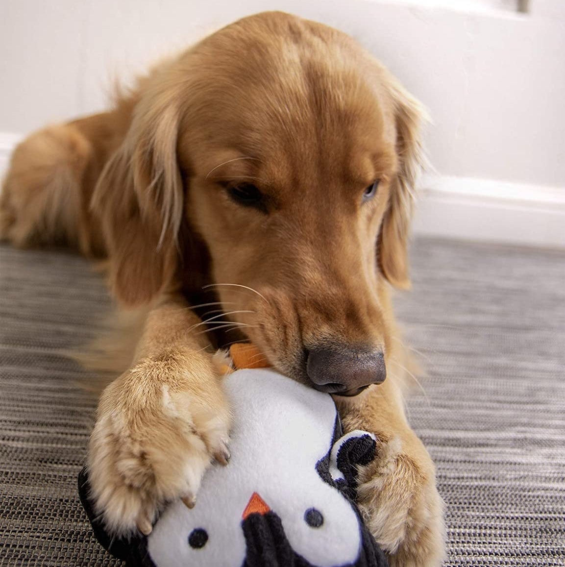 A dog with the penguin-shaped ultrasonic squeak toy 