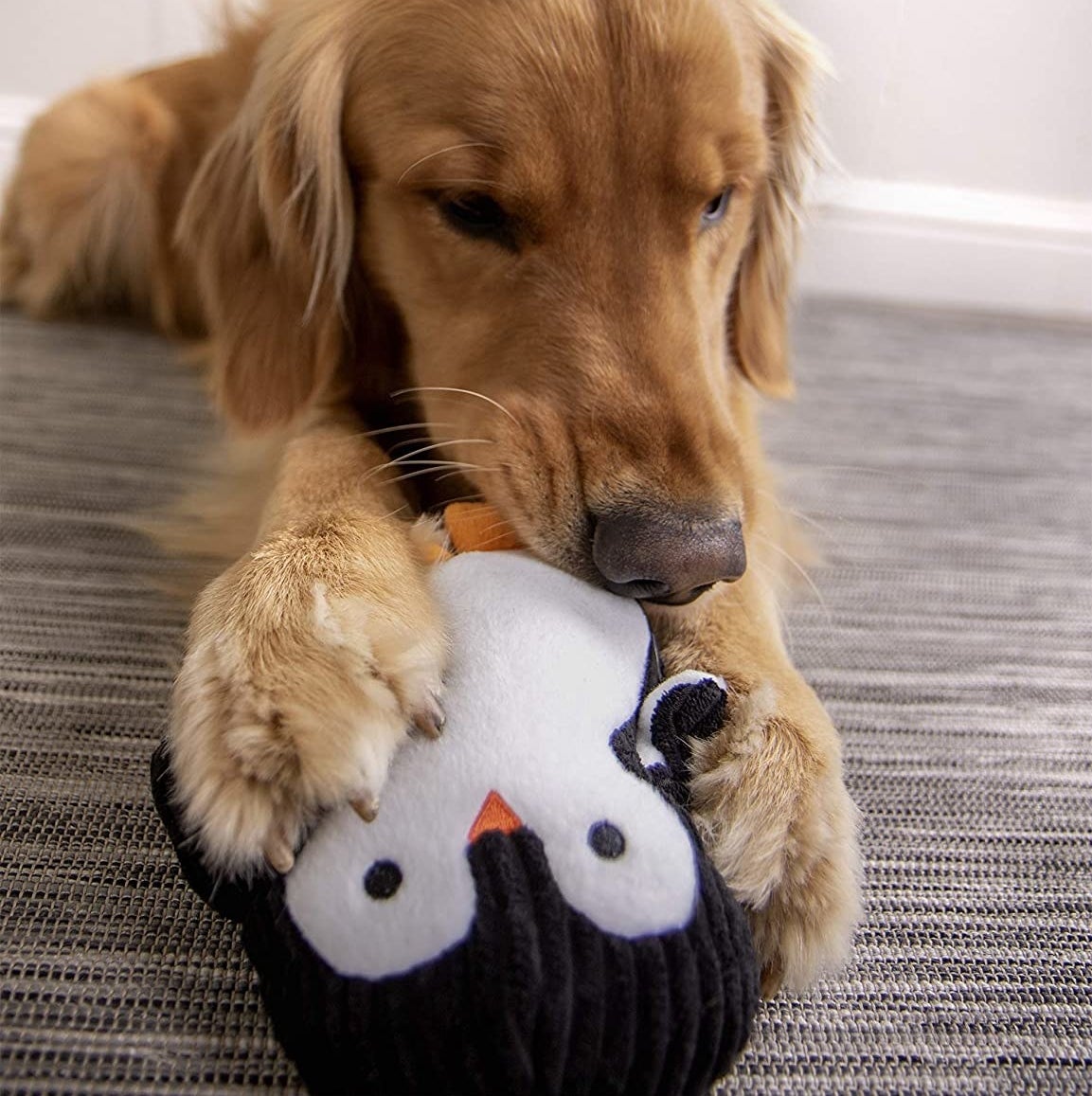 A dog with the penguin-shaped ultrasonic squeak toy