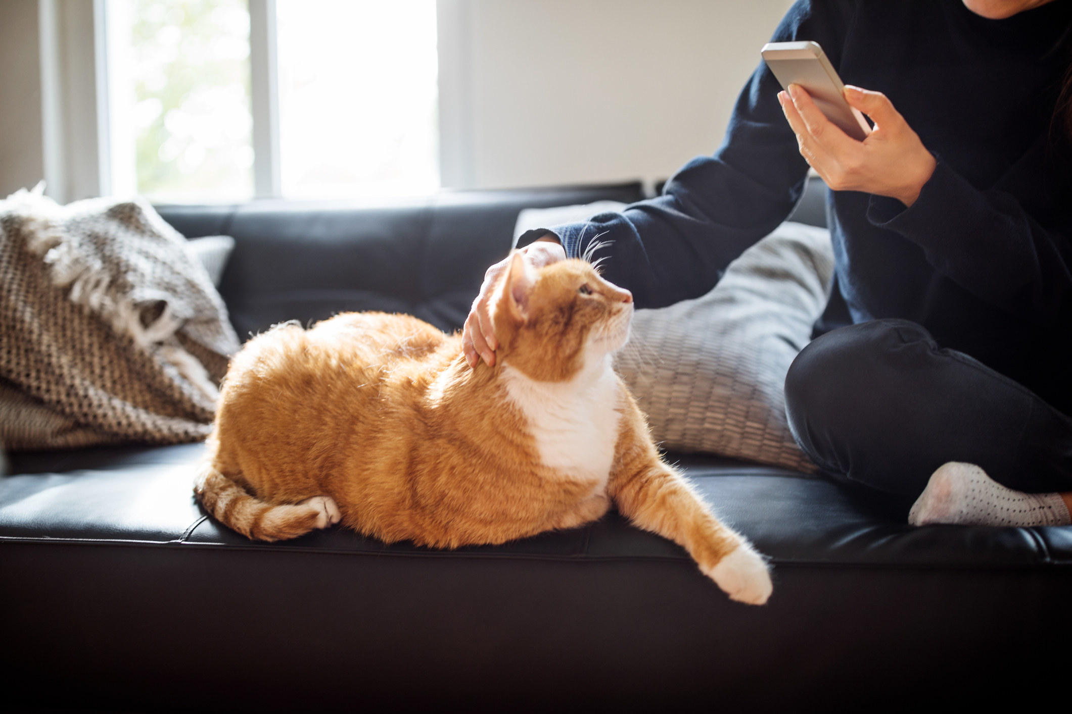 Woman sitting on the couch with a cat holding a cell phone.