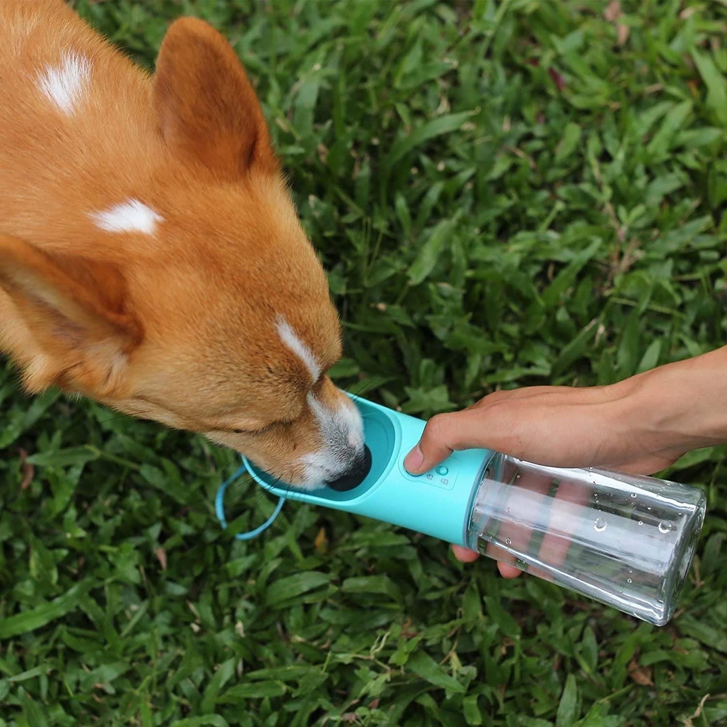 A dog drinking out of the water bottle&#x27;s dispensing lid 