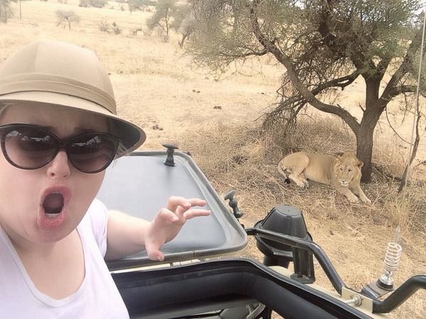 Rebel on a truck stopped next to a lion that&#x27;s resting by a tree