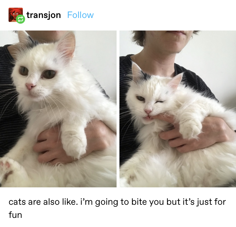 a cat looking happy being held then biting its owner for no reason