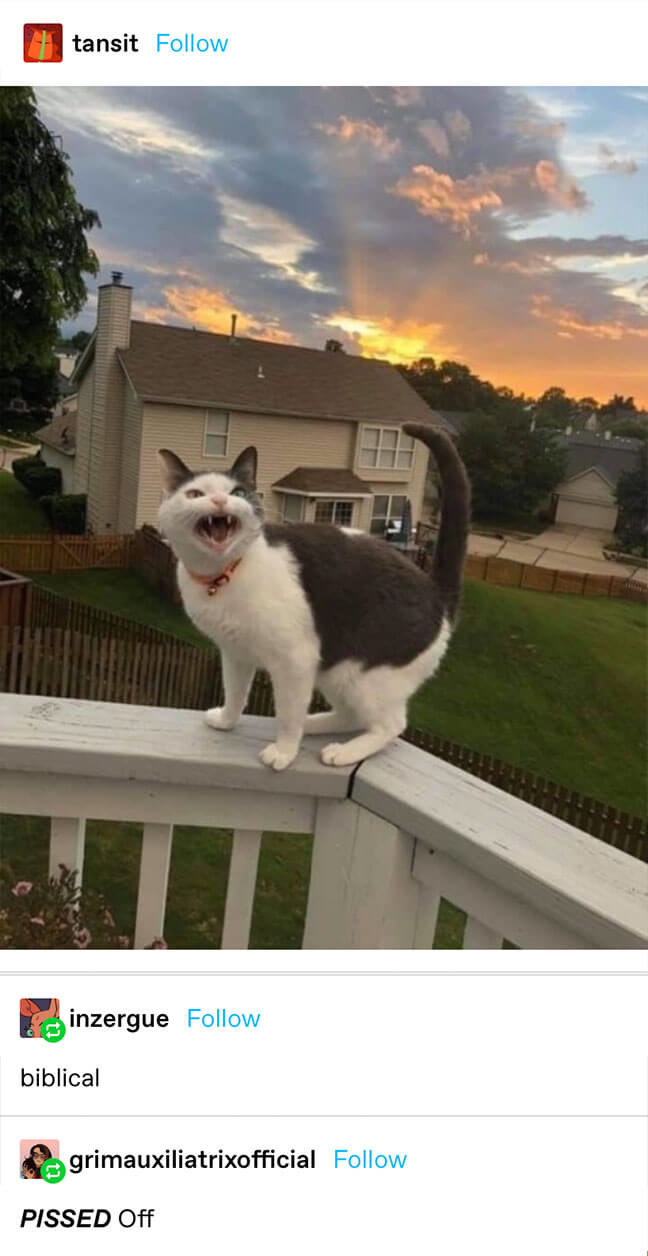 a meowing angry cat with the captions &quot;biblical&quot; and &quot;PISSED Off&quot;