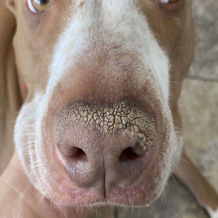 a reviewer's dog's nose looking crusty and chapped