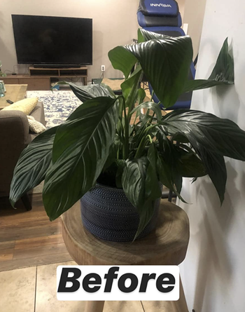 a reviewer's house plant with wilting leaves
