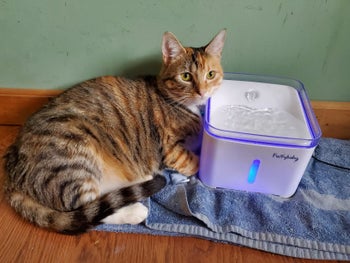 A reviewer's photo of the white pet fountain and their cat