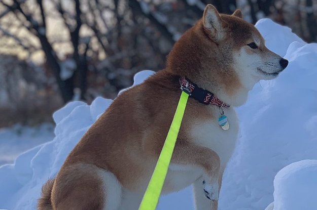 柴犬しか勝たん 雪に埋まっていく 儀式 にみんな悶絶